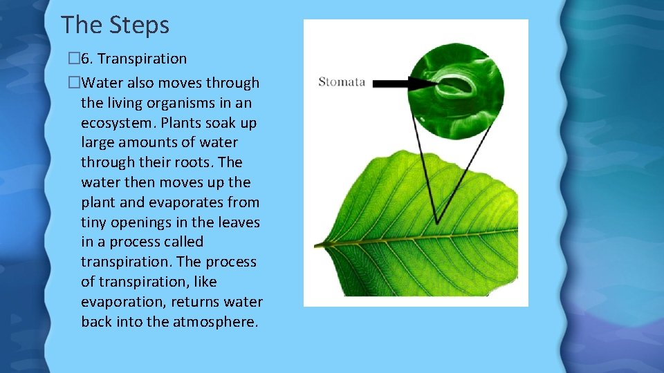 The Steps � 6. Transpiration �Water also moves through the living organisms in an