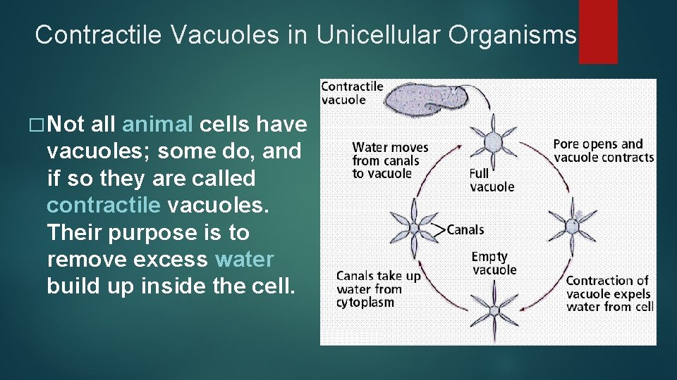 Contractile Vacuoles in Unicellular Organisms � Not all animal cells have vacuoles; some do,