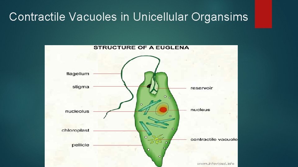 Contractile Vacuoles in Unicellular Organsims 