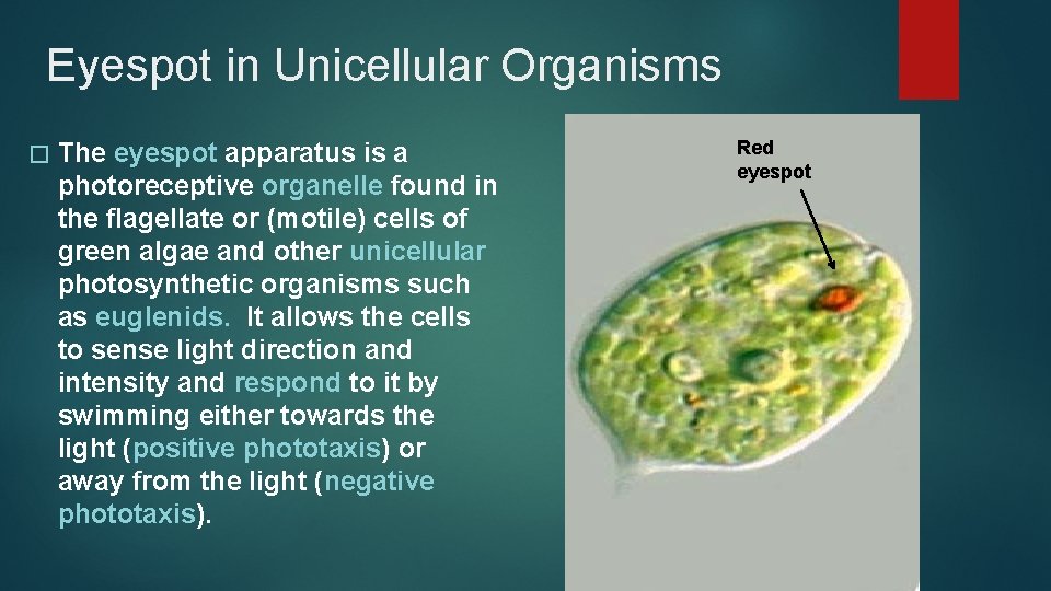 Eyespot in Unicellular Organisms � The eyespot apparatus is a photoreceptive organelle found in
