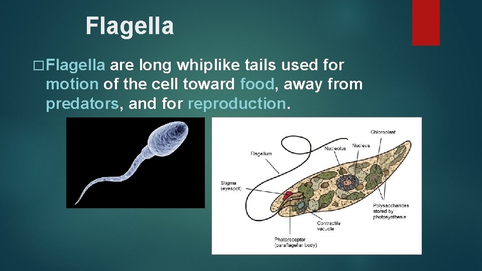 Flagella � Flagella are long whiplike tails used for motion of the cell toward