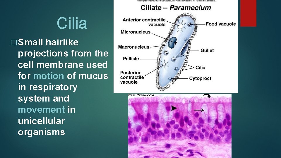 Cilia � Small hairlike projections from the cell membrane used for motion of mucus