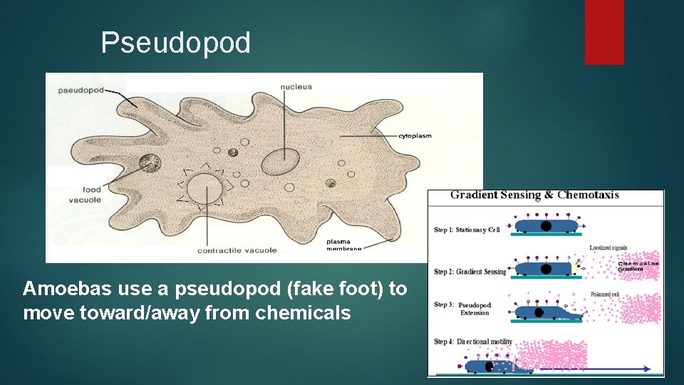 Pseudopod Amoebas use a pseudopod (fake foot) to move toward/away from chemicals 