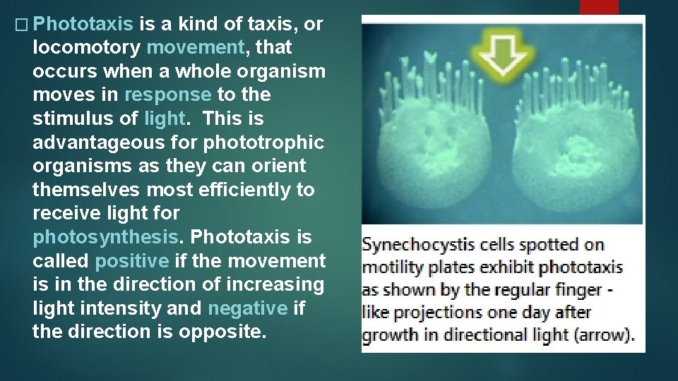 � Phototaxis is a kind of taxis, or locomotory movement, that occurs when a