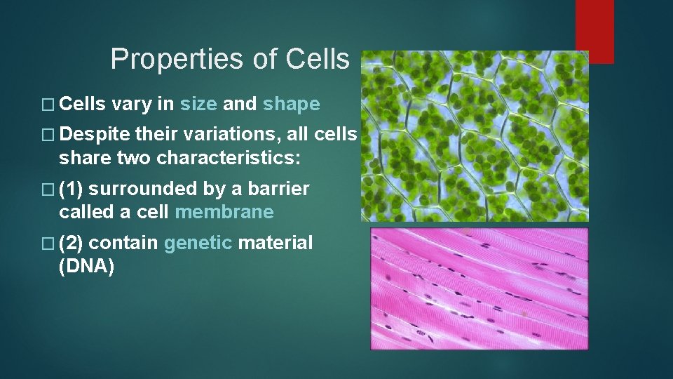 Properties of Cells � Cells vary in size and shape � Despite their variations,