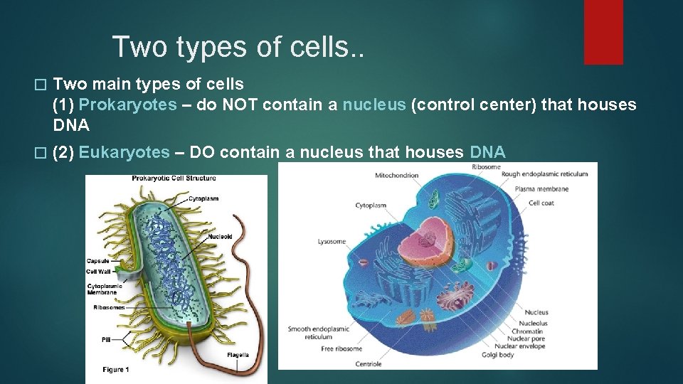 Two types of cells. . � Two main types of cells (1) Prokaryotes –