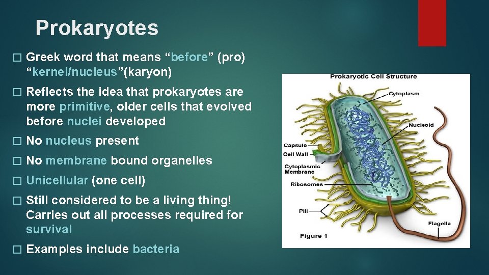 Prokaryotes � Greek word that means “before” (pro) “kernel/nucleus”(karyon) � Reflects the idea that