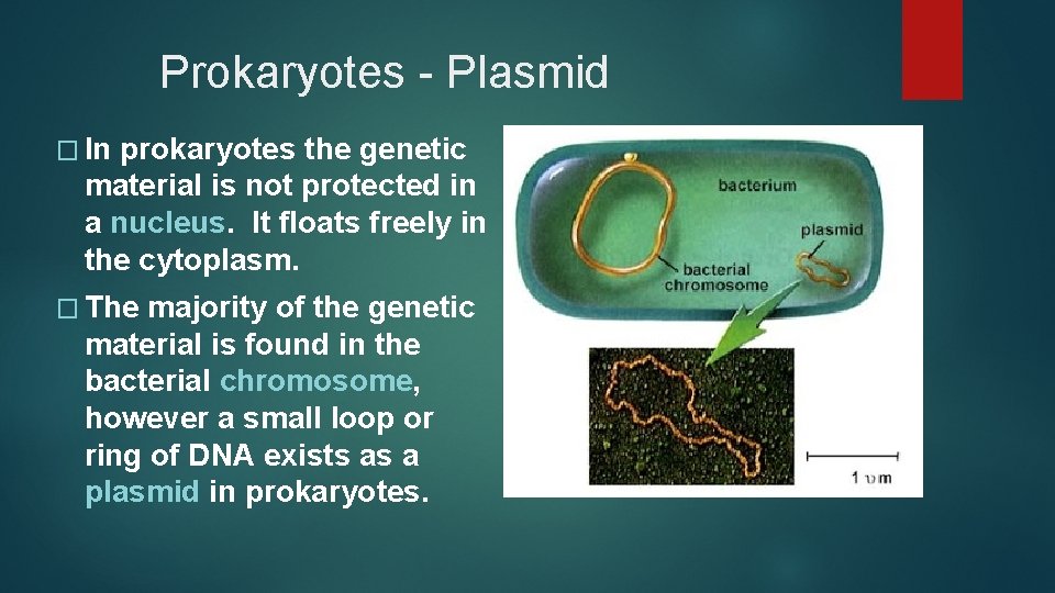 Prokaryotes - Plasmid � In prokaryotes the genetic material is not protected in a