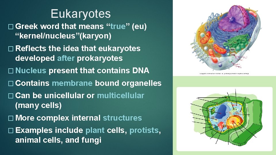 Eukaryotes � Greek word that means “true” (eu) “kernel/nucleus”(karyon) � Reflects the idea that