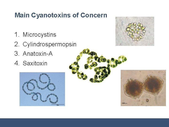 Main Cyanotoxins of Concern 1. 2. 3. 4. Microcystins Cylindrospermopsin Anatoxin-A Saxitoxin 