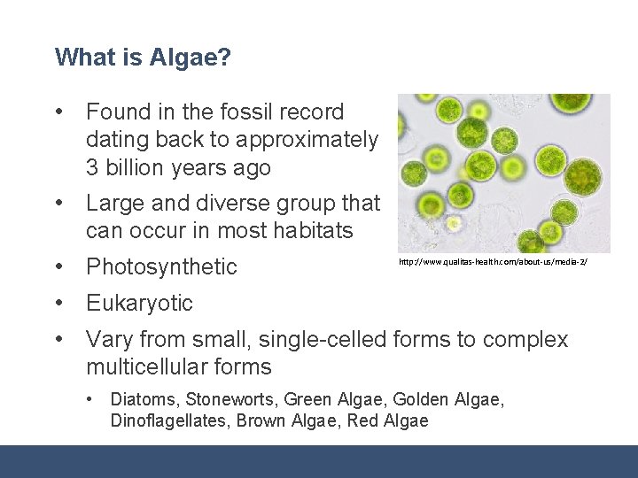 What is Algae? • Found in the fossil record dating back to approximately 3