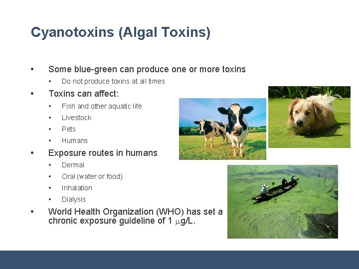 Cyanotoxins (Algal Toxins) • Some blue-green can produce one or more toxins • •