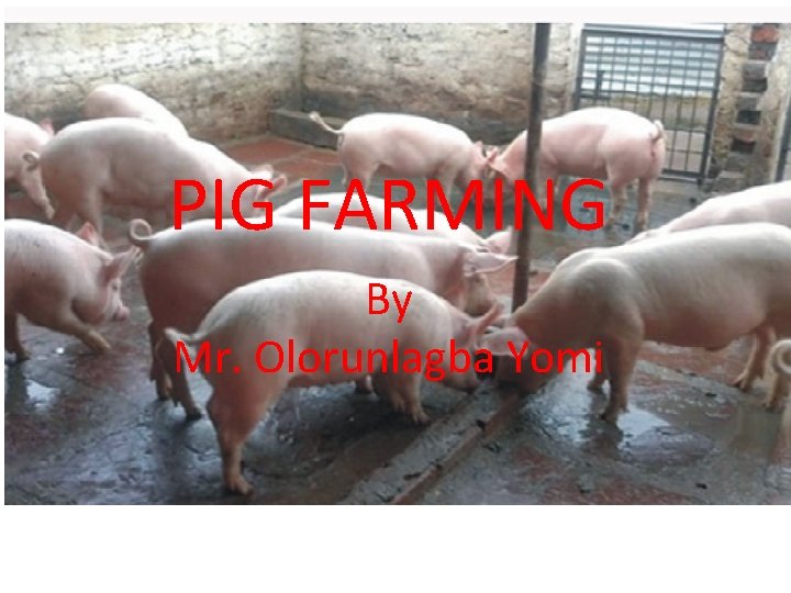 PIG FARMING By Mr. Olorunlagba Yomi 