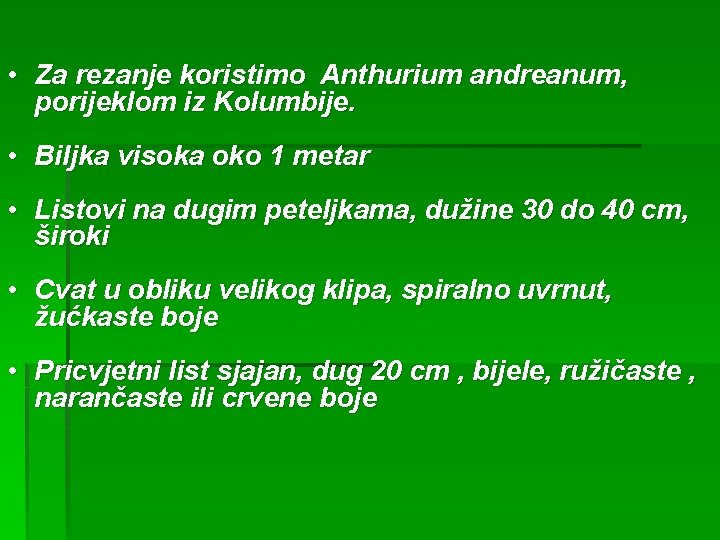  • Za rezanje koristimo Anthurium andreanum, porijeklom iz Kolumbije. • Biljka visoka oko