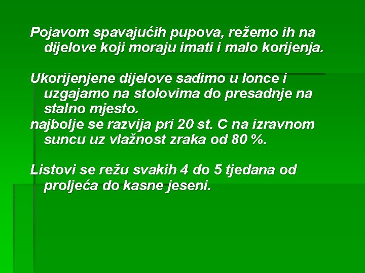 Pojavom spavajućih pupova, režemo ih na dijelove koji moraju imati i malo korijenja. Ukorijenjene