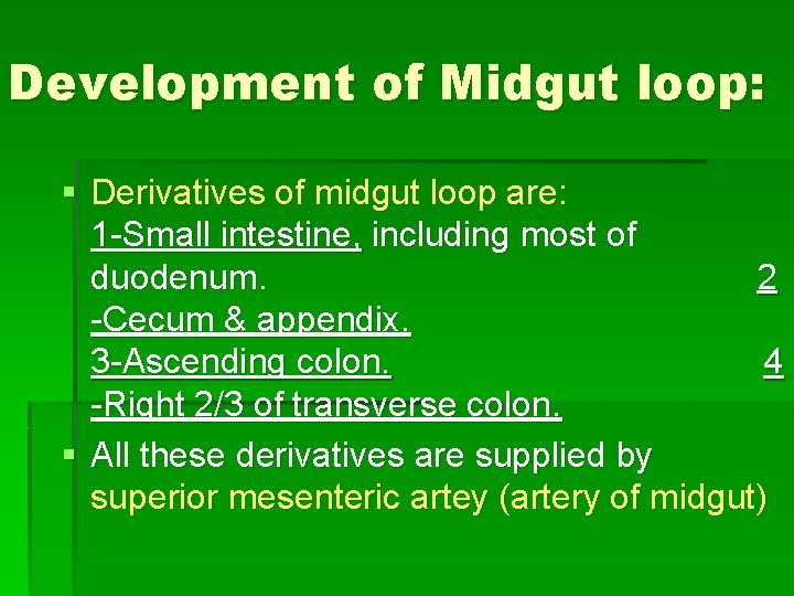 Development of Midgut loop: § Derivatives of midgut loop are: 1 -Small intestine, including