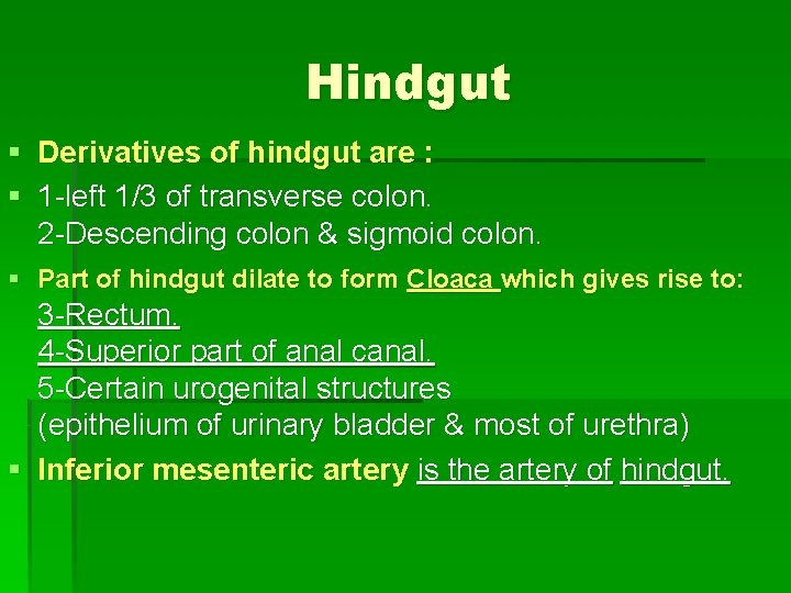 Hindgut § Derivatives of hindgut are : § 1 -left 1/3 of transverse colon.