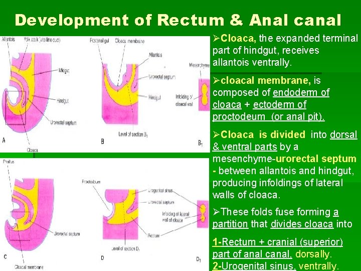 Development of Rectum & Anal canal ØCloaca, the expanded terminal part of hindgut, receives