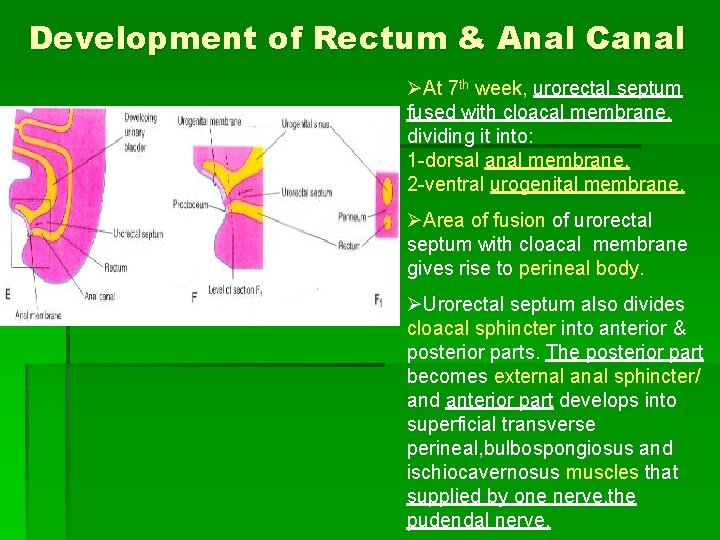 Development of Rectum & Anal Canal ØAt 7 th week, urorectal septum fused with