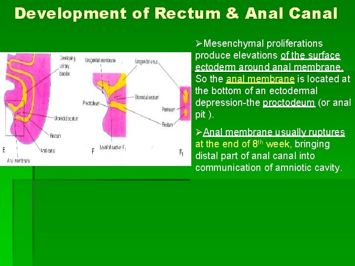 Development of Rectum & Anal Canal ØMesenchymal proliferations produce elevations of the surface ectoderm