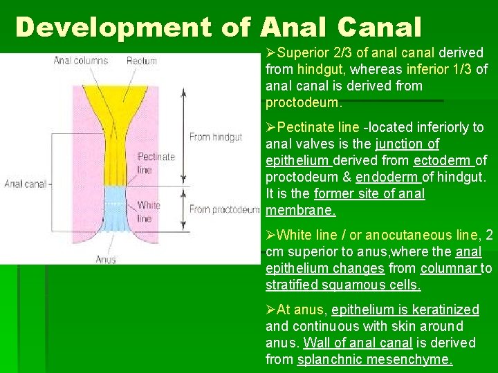 Development of Anal Canal ØSuperior 2/3 of anal canal derived from hindgut, whereas inferior