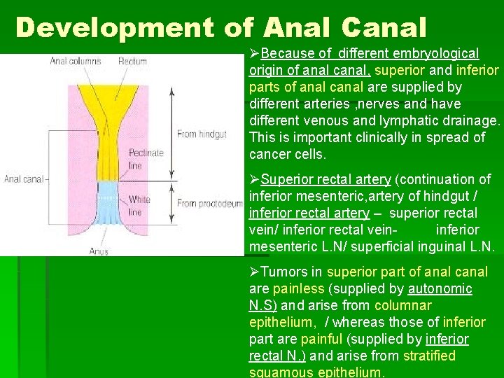 Development of Anal Canal ØBecause of different embryological origin of anal canal, superior and