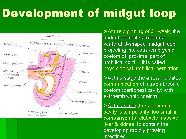 Development of midgut loop ØAt the biginning of 6 th week, the midgut elongates