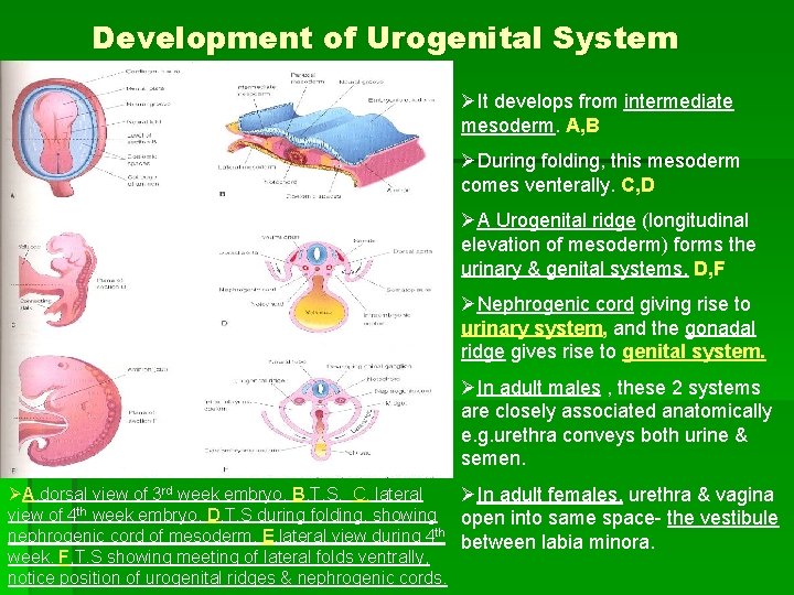 Development of Urogenital System ØIt develops from intermediate mesoderm. A, B ØDuring folding, this