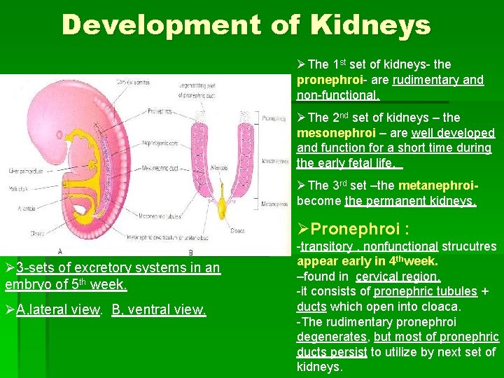 Development of Kidneys ØThe 1 st set of kidneys- the pronephroi- are rudimentary and