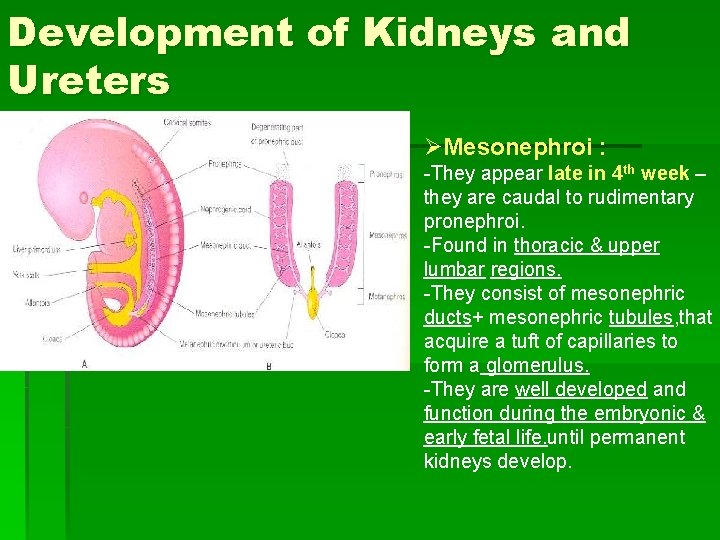 Development of Kidneys and Ureters ØMesonephroi : -They appear late in 4 th week