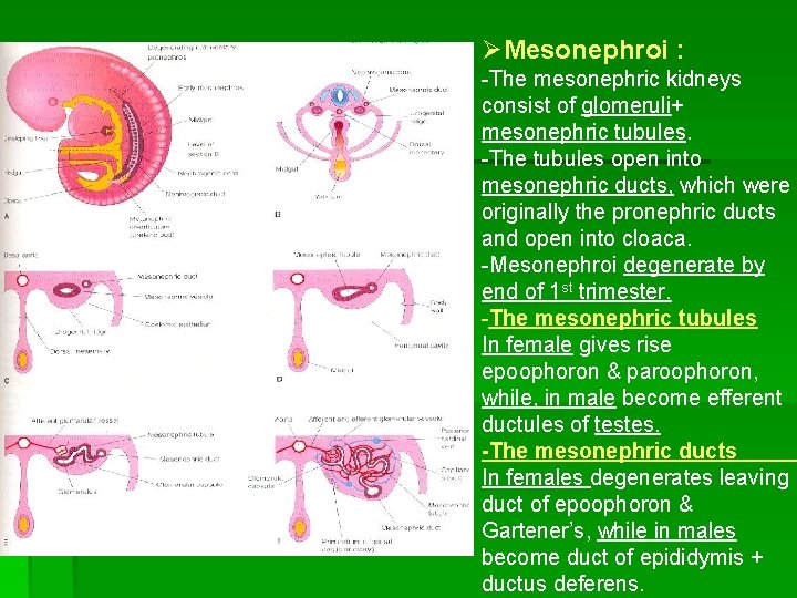 ØMesonephroi : -The mesonephric kidneys consist of glomeruli+ mesonephric tubules. -The tubules open into