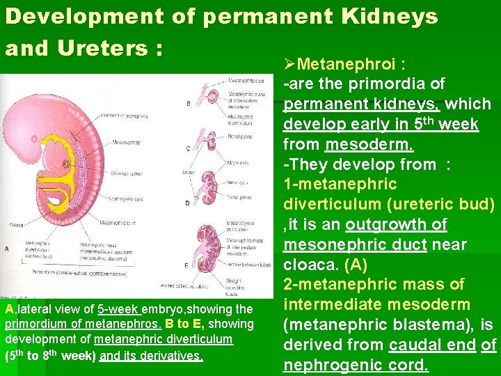 Development of permanent Kidneys and Ureters : A, lateral view of 5 -week embryo,