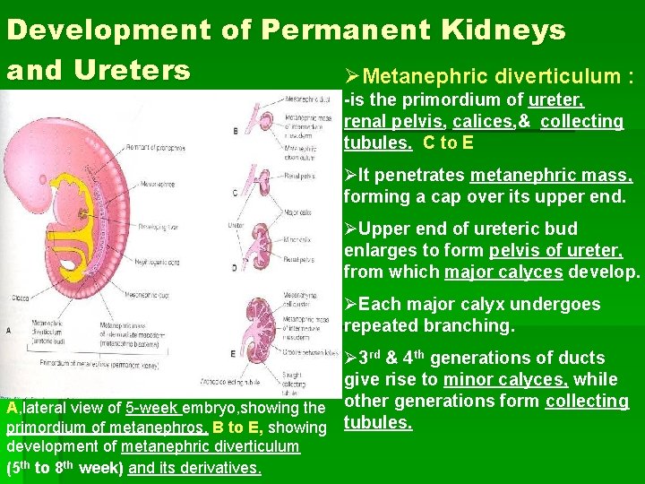 Development of Permanent Kidneys and Ureters ØMetanephric diverticulum : -is the primordium of ureter,