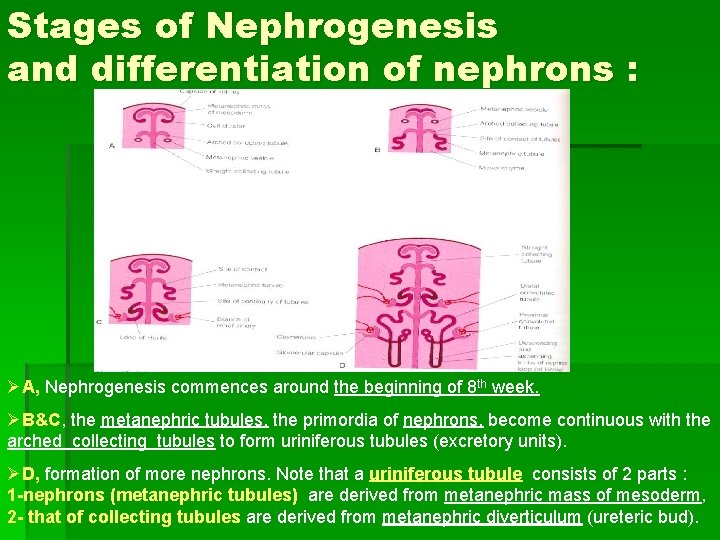 Stages of Nephrogenesis and differentiation of nephrons : ØA, Nephrogenesis commences around the beginning