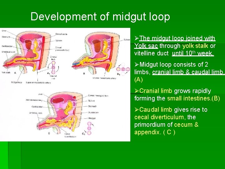 Development of midgut loop ØThe midgut loop joined with Yolk sac through yolk stalk