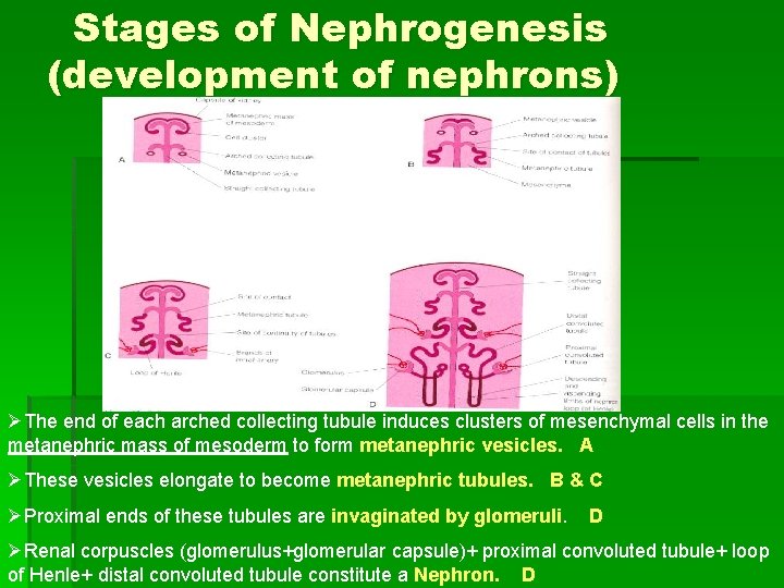 Stages of Nephrogenesis (development of nephrons) ØThe end of each arched collecting tubule induces