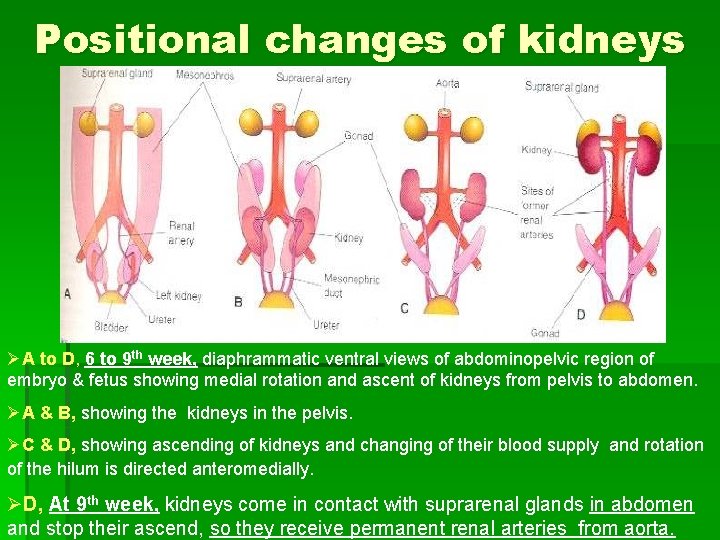 Positional changes of kidneys ØA to D, 6 to 9 th week, diaphrammatic ventral