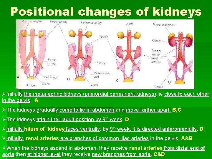 Positional changes of kidneys ØInitially the metanephric kidneys (primordial permanent kidneys) lie close to