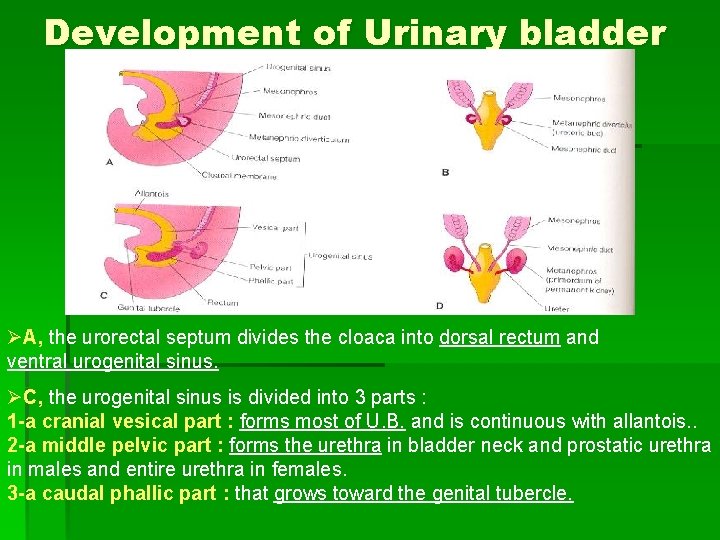 Development of Urinary bladder ØA, the urorectal septum divides the cloaca into dorsal rectum