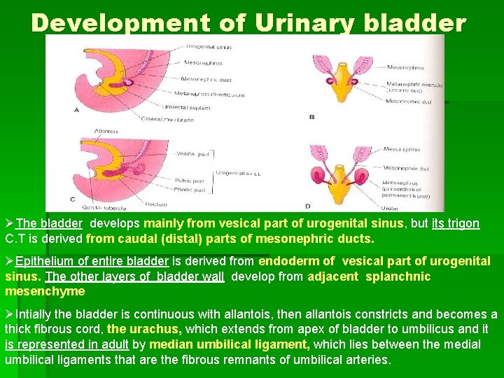 Development of Urinary bladder ØThe bladder develops mainly from vesical part of urogenital sinus,