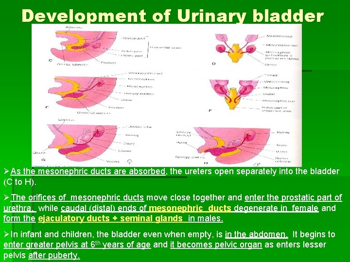 Development of Urinary bladder ØAs the mesonephric ducts are absorbed, the ureters open separately