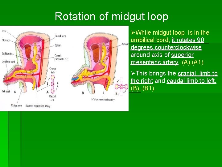 Rotation of midgut loop ØWhile midgut loop is in the umbilical cord, it rotates