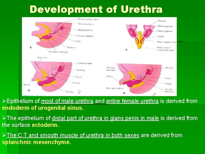 Development of Urethra ØEpithelium of most of male urethra and entire female urethra is