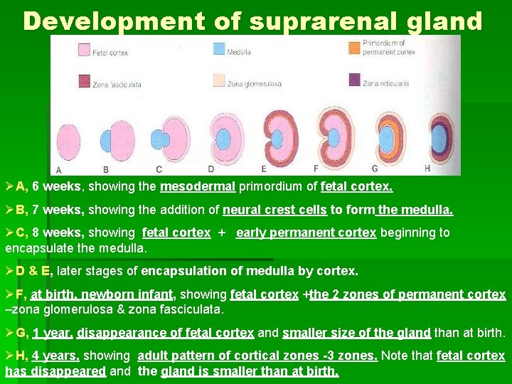 Development of suprarenal gland ØA, 6 weeks, showing the mesodermal primordium of fetal cortex.