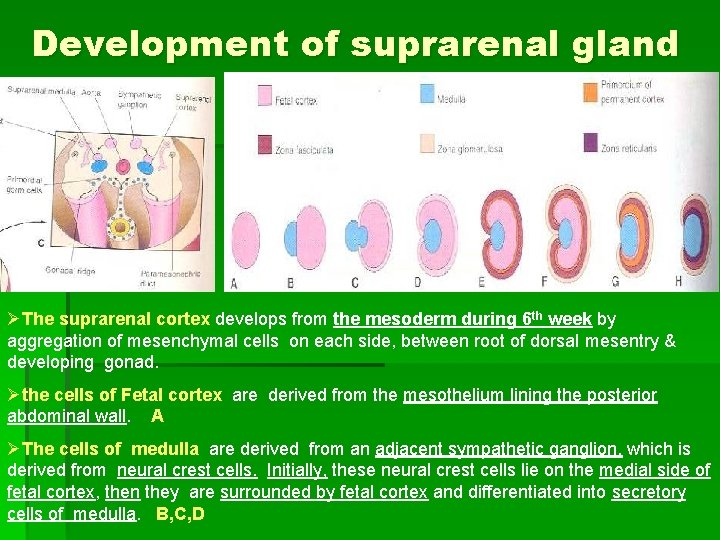 Development of suprarenal gland ØThe suprarenal cortex develops from the mesoderm during 6 th