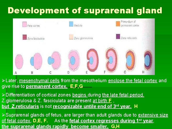Development of suprarenal gland ØLater, mesenchymal cells from the mesothelium enclose the fetal cortex