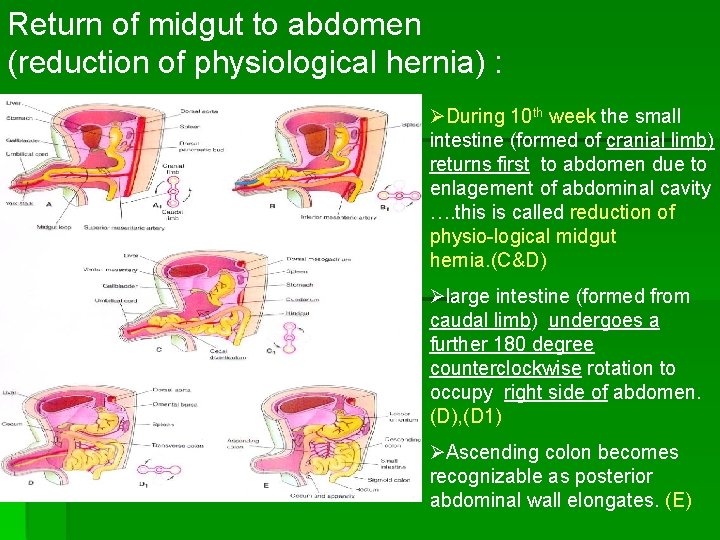 Return of midgut to abdomen (reduction of physiological hernia) : ØDuring 10 th week