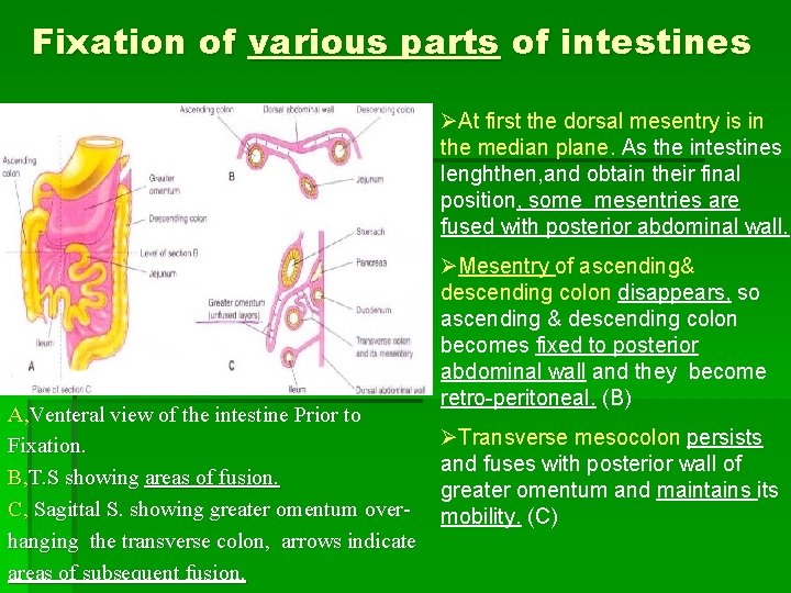Fixation of various parts of intestines ØAt first the dorsal mesentry is in the