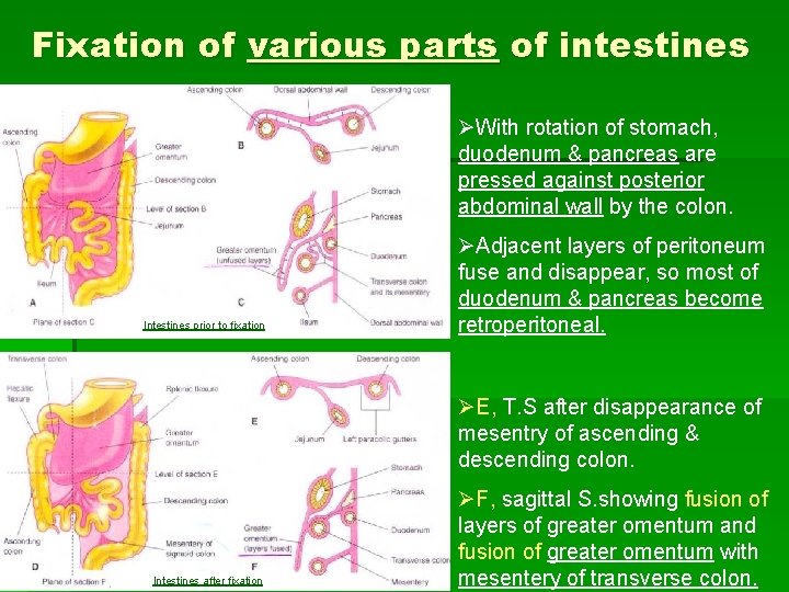 Fixation of various parts of intestines ØWith rotation of stomach, duodenum & pancreas are