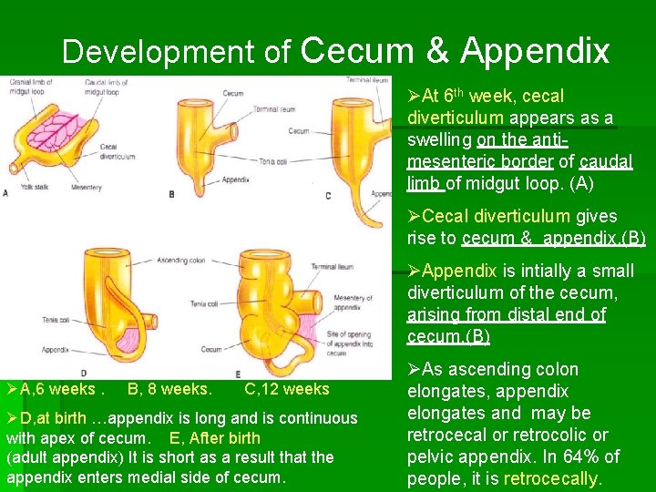 Development of Cecum & Appendix ØAt 6 th week, cecal diverticulum appears as a